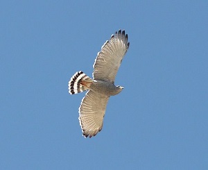 bird-soaring.jpg