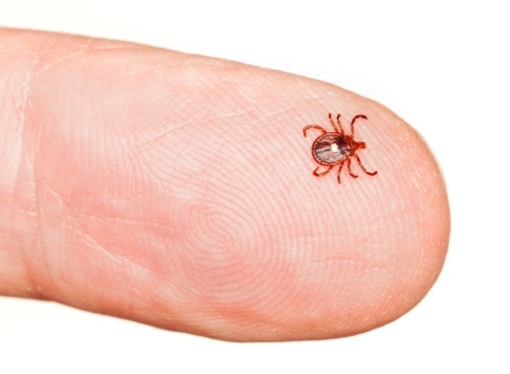 Meat Allergy From A Tick Bite Lippincott Nursing Center