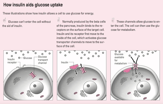 types of insulin chart 2022