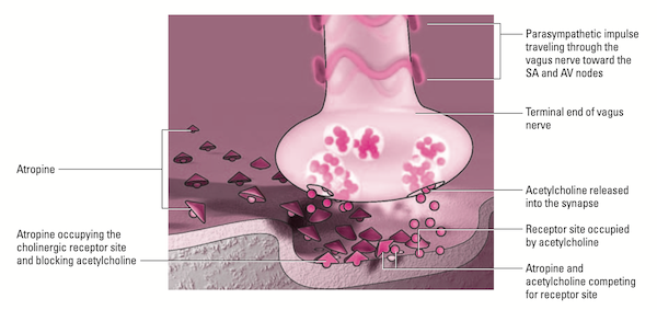 Atropine mechanism-(1).png