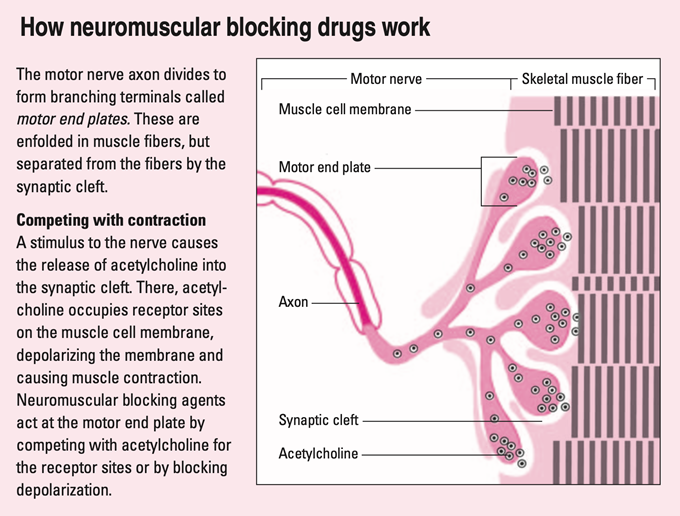 neuromuscular blocking agents mechanism of action