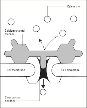 Calcium channel blockers: Types, uses, and side effects