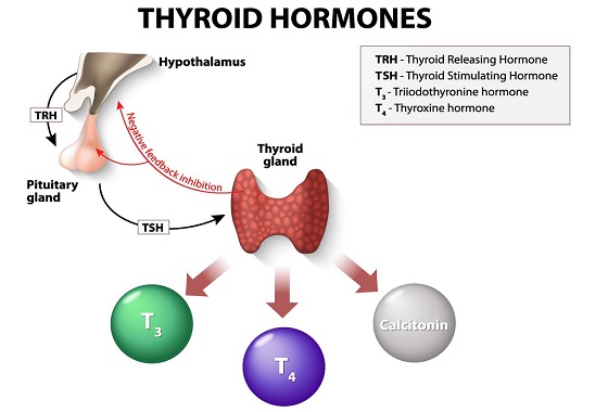 Thyroxine - triiodoThyronine